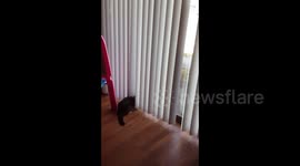 Determined cat chasing the leaves