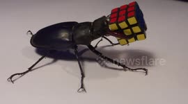 Just a stag beetle holding a Rubik's cube