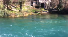 Great Cormorant/Veliki kormoran,Veliki vranca (lat. Phalacrocorax carbo) 