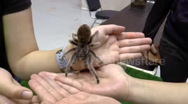 How to transfer a tarantula from hand to hand