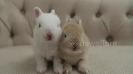 baby cotton and dash 