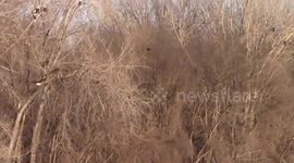 50 Bald Eagles with Trumpeter Swans