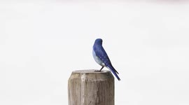 First Bluebird of the Year!