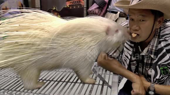 Man feeds porcupine sweet oranges mouth to mouth