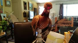 Crazy Chicken Nests on Lightbulb