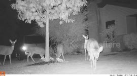 Closeup Deer Sniffing the trail cam 1080p HD
