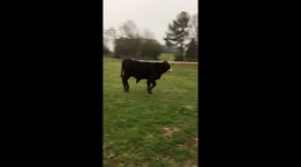 Bull calf terrorizes dog!