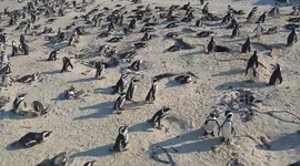 Large group of penguins relaxing on a South African beach