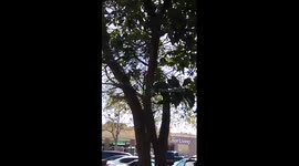 Wal-Mart hawk attack!