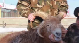 Ram with four horns spotted in Chinese farmer's house