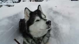 Alaskan Malamute Pinga Snow Trails