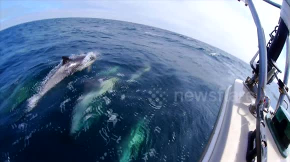 Dolphins swim along sailboat near Santa Barbara