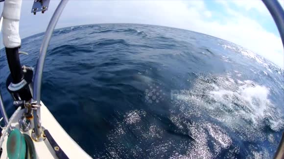 Dolphins swim along sailboat near Santa Barbara