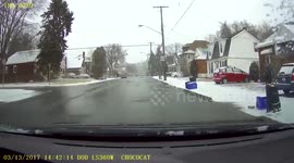Seagull 'cuts off' driver in Canada
