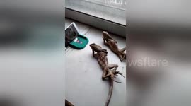 Lizards watching TV on a smart phone