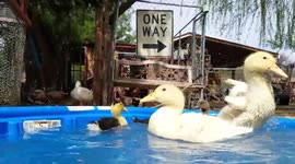 Quackers Gone Quacky