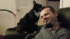 Cat 'grooms' its owner after he came back from holiday