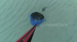 Dead puppy was found in a plastic bag.