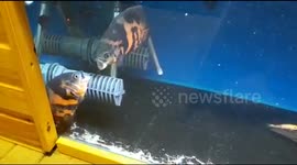 Are these fishes love or fight? 