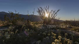 Spring's arrival looks absolutely amazing at Anza-Borrego Desert State Park