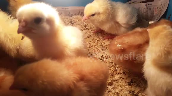 Cute, fluffy chick lunges at smart phone camera
