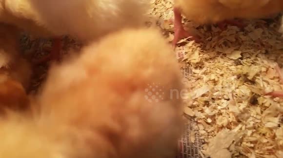 Cute, fluffy chick lunges at smart phone camera