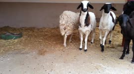 Five-legged sheep born in Algeria