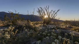 Newsflare Edit - Spring's arrival looks absolutely amazing at Anza-Borrego Desert State Park