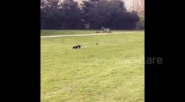 Newsflare Edit - Unsuspecting dachshund attacked by bird in park
