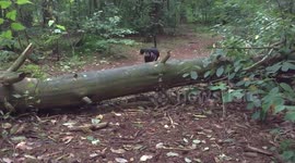 Dachshund jumping in slowmotion, see her go!