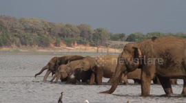 Large family of thirsty elephants gather at watering hole