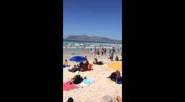 What happens when the sharks come out to swim