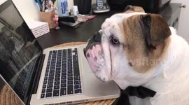 Bulldog loving opera