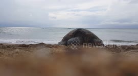 Maui Hawaii Sea Turtle Resting On Beach