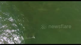 Gray Whales Celebrate the 1st Day of Spring by Mating