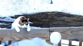 Cat Fail on the Cat Walk