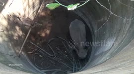 Elephant rescued by crane after it fell 45ft into an empty WELL.