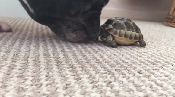 Dog vs tortoise