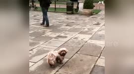 Newsflare Edit - Moment of silence after London Attack, Hyde Park 