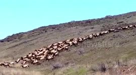 Hundreds of elks cross road in Washington state