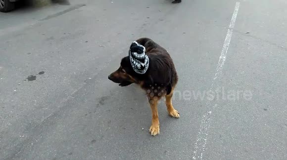 Just a cute dog in a wooly hat