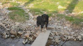 small dog not to cross over the bridge