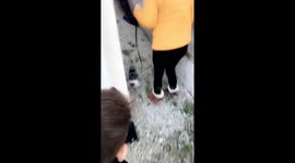 Lead training the cat