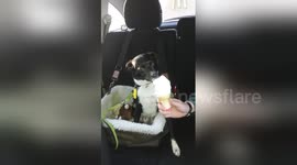 Newsflare Edit - Rocky ice cream