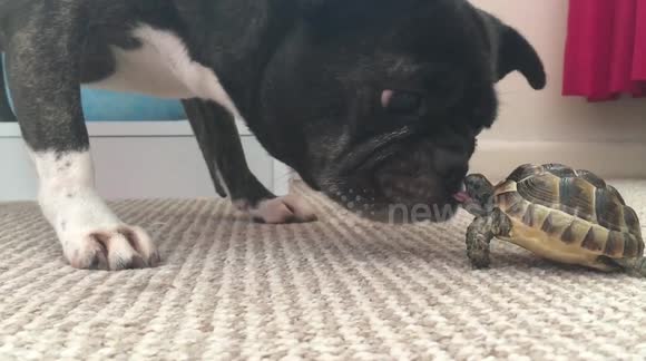 Feisty tortoise tries to bite dog, gets taught a lesson