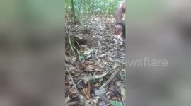 Massive tarantula crawls out of tree in Brazil