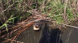 Mama Gator not happy with airboat tour guide