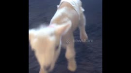 Lamb walks around UK home wearing a nappy