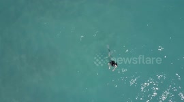 Swimmer comes ominously close to being attacked by shark (no watermark)