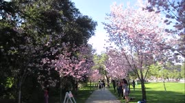 View Cherry Blossoms at Schabarum Regional Park - Xem Hoa Anh Đào tại Công Viên Schabarum Regional